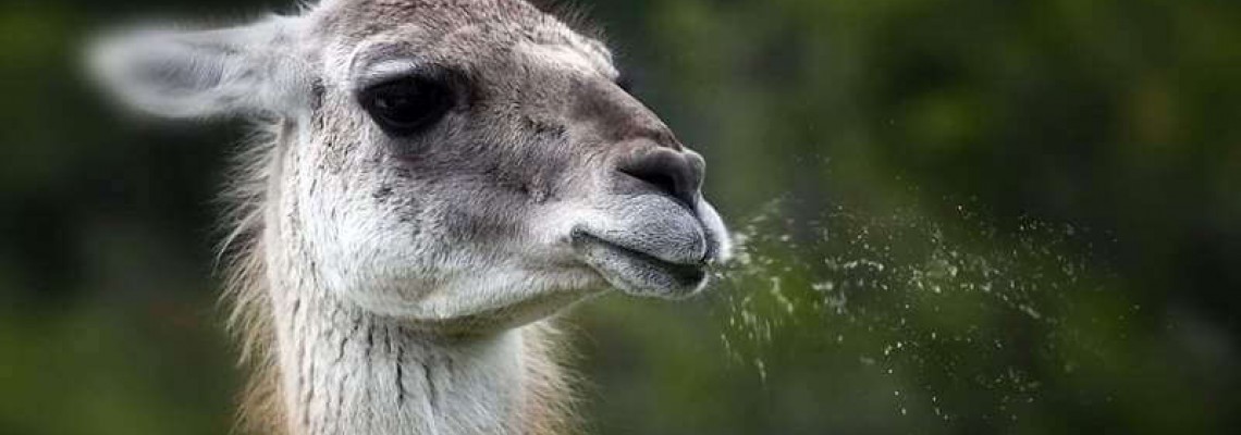 Why do llamas spit?