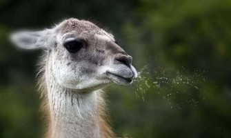 Why do llamas spit?