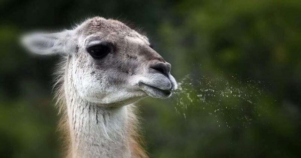 Why do llamas spit?