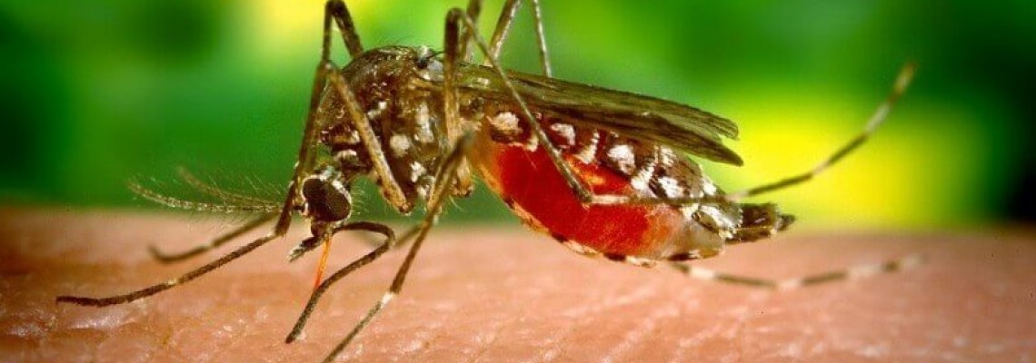 How you can (and you can't) avoid mosquito bites