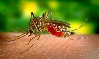 How you can (and you can't) avoid mosquito bites