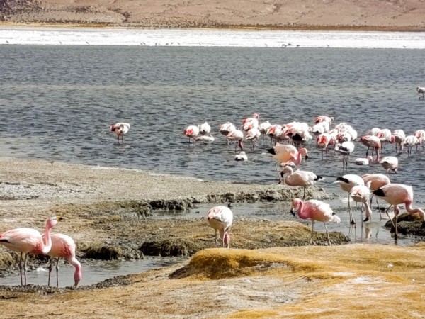 CUZCO TO UYUNI (OR SAN PEDRO) VIA LAKE TITICACA, LA PAZ & SAJAMA – 8-DAY OVERLAND TOUR