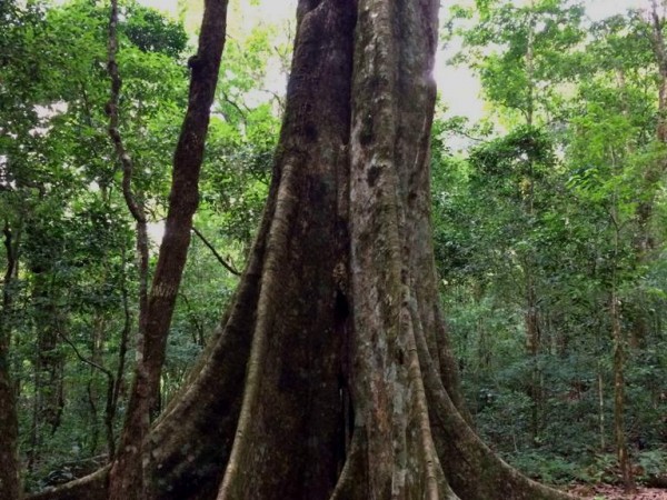 Southern Amboro National Park (Refugio Los Volcanes) - 2 Days