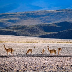 SAN PEDRO DE ATACAMA TO ARICA VIA UYUNI & SAJAMA NP – 6-DAY OVERLAND TOUR