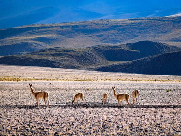 SAN PEDRO DE ATACAMA TO ARICA VIA UYUNI & SAJAMA NP – 6-DAY OVERLAND TOUR