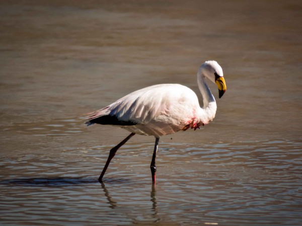 SAN PEDRO DE ATACAMA TO ARICA VIA UYUNI & SAJAMA NP – 6-DAY OVERLAND TOUR