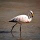 SAN PEDRO DE ATACAMA TO ARICA VIA UYUNI & SAJAMA NP – 6-DAY OVERLAND TOUR