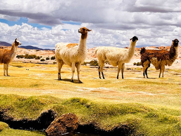 SAN PEDRO DE ATACAMA TO/FROM CALAMA VIA UYUNI – 4-DAY EXPEDITION