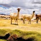 SAN PEDRO DE ATACAMA TO/FROM CALAMA VIA UYUNI – 4-DAY EXPEDITION