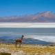 ARICA TO SAN PEDRO DE ATACAMA (or vice versa) VIA UYUNI SALT FLATS