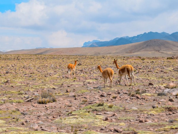 SAN PEDRO DE ATACAMA TO UYUNI - 3 DAY SALAR DE UYUNI TOUR