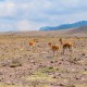 SAN PEDRO DE ATACAMA TO UYUNI - 3 DAY SALAR DE UYUNI TOUR