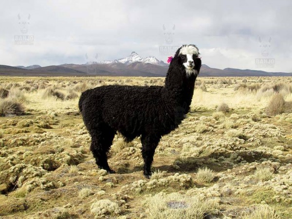 SAJAMA NATIONAL PARK - 2 DAYS