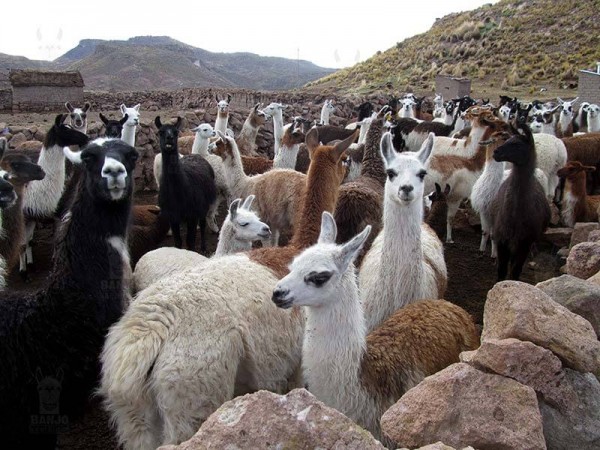 SAJAMA NATIONAL PARK - 2 DAYS