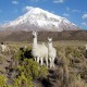 SAJAMA NATIONAL PARK - 2 DAYS