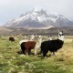 SAJAMA NATIONAL PARK - 3 DAYS