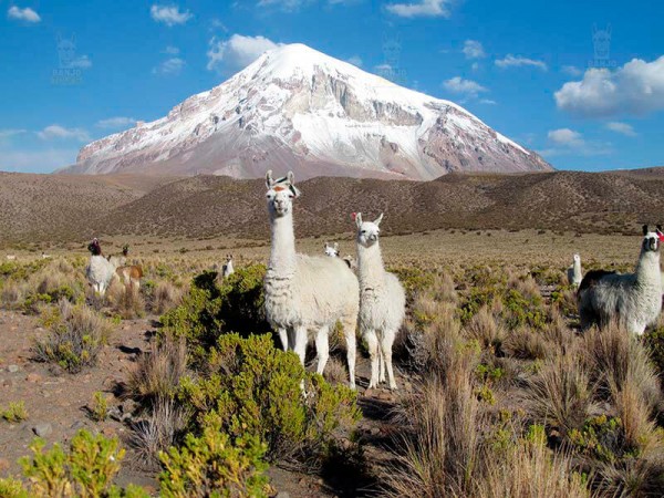 LA PAZ TO UYUNI VIA SAJAMA NATIONAL PARK – 5 DAYS