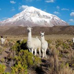 LA PAZ TO UYUNI VIA SAJAMA NP – 6 DAYS