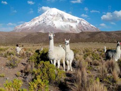 LA PAZ TO UYUNI VIA SAJAMA NP – 6 DAYS