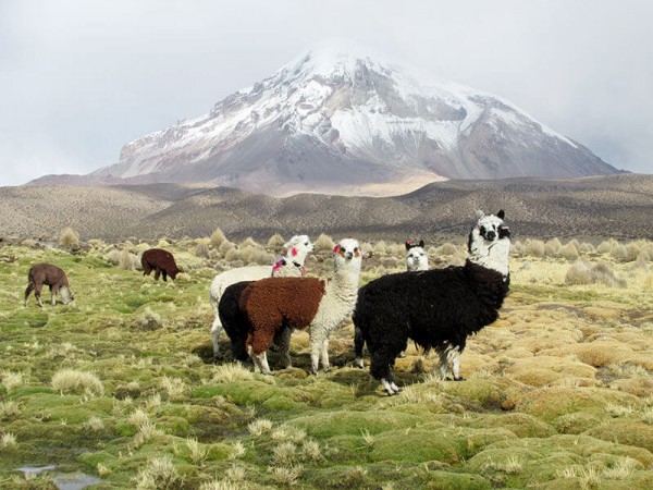 SALAR DE UYUNI VIA SAJAMA – 3 DAYS TOUR FROM LA PAZ