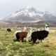 SALAR DE UYUNI VIA SAJAMA – 3 DAYS TOUR FROM LA PAZ