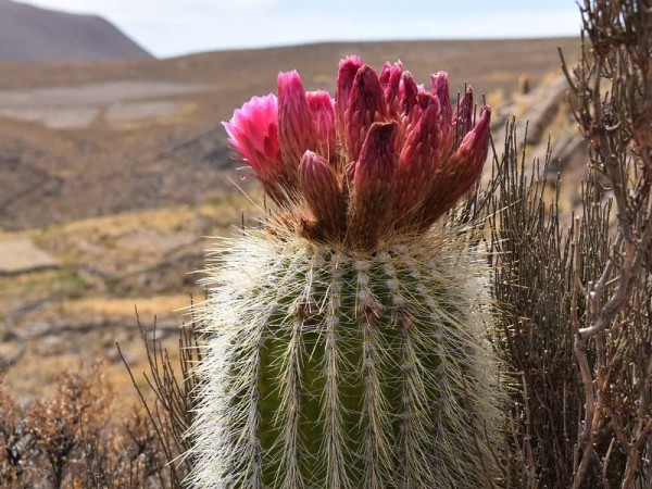 SALAR DE UYUNI VIA SAJAMA – 4 DAY TOUR FROM LA PAZ