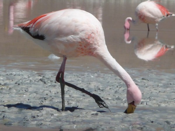 SALAR DE UYUNI VIA SAJAMA – 4 DAY TOUR FROM LA PAZ