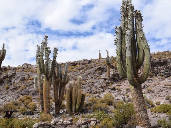 SALAR DE UYUNI VIA SAJAMA – 4 DAY TOUR FROM LA PAZ