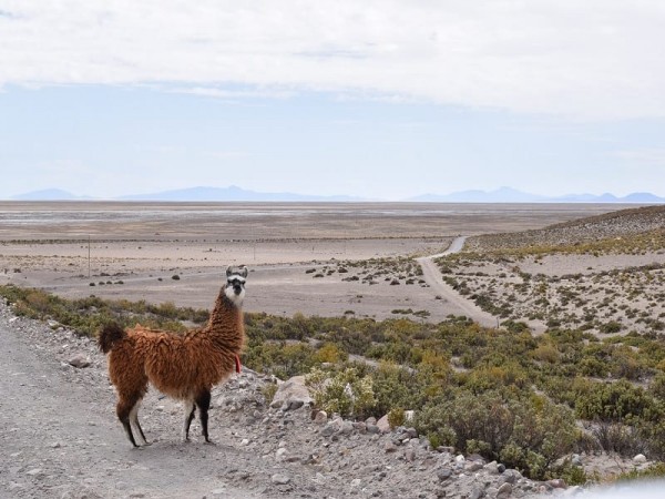 SALAR DE UYUNI VIA SAJAMA – 4 DAY TOUR FROM LA PAZ