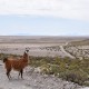 SALAR DE UYUNI VIA SAJAMA – 4 DAY TOUR FROM LA PAZ