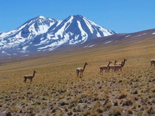 LA PAZ TO TUPIZA (OR VICE VERSA) VIA SAJAMA & UYUNI - 7 DAYS