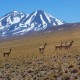 LA PAZ TO TUPIZA (OR VICE VERSA) VIA SAJAMA & UYUNI - 7 DAYS