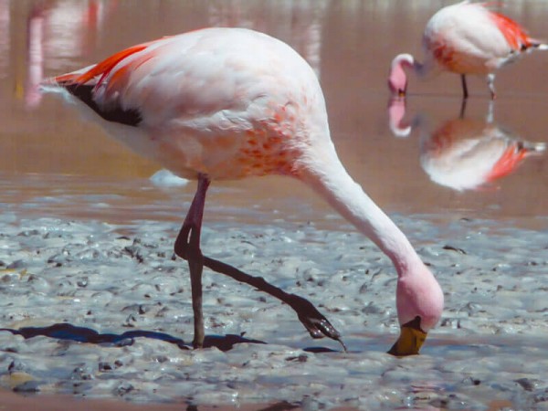 SALAR DE UYUNI & LAGOONS - 2 DAY TOUR (INCL. SALT FLATS & ANDEAN LAGOONS)