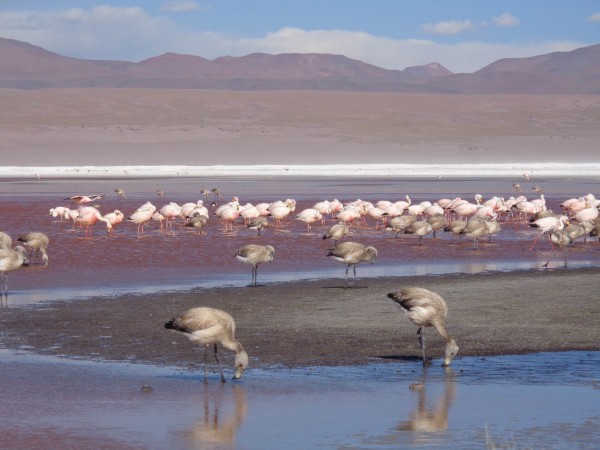 SALAR DE UYUNI & LAGOONS - 2 DAY TOUR (INCL. SALT FLATS & ANDEAN LAGOONS)