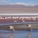 SALAR DE UYUNI & LAGOONS - 2 DAY TOUR (INCL. SALT FLATS & ANDEAN LAGOONS)