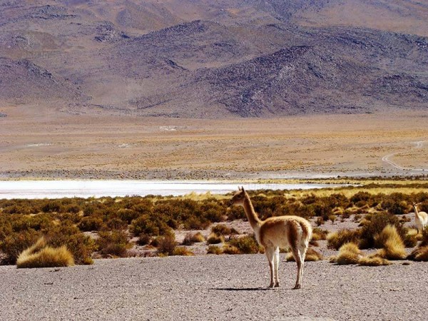 CLASSIC UYUNI SALT FLATS TOUR - 3 DAYS