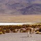 CLASSIC UYUNI SALT FLATS TOUR - 3 DAYS