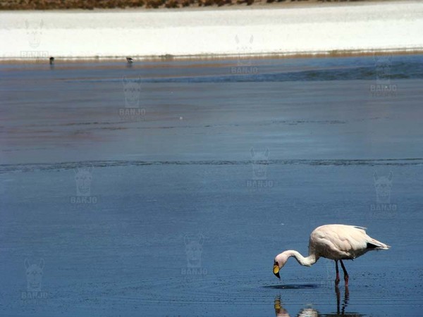 CLASSIC UYUNI SALT FLATS TOUR - 3 DAYS