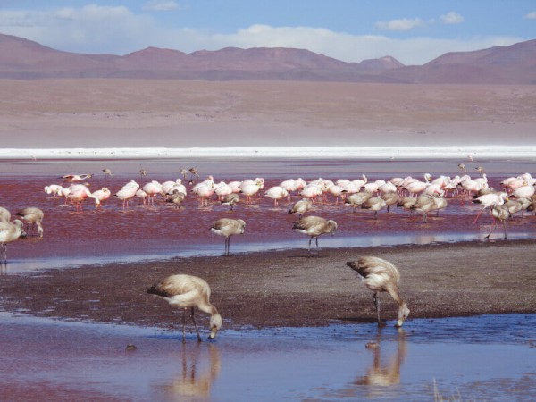 UYUNI SALT FLATS & EDUARDO AVAROA RESERVE - 4 DAYS