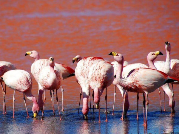 UYUNI SALT FLATS & EDUARDO AVAROA RESERVE - 4 DAYS