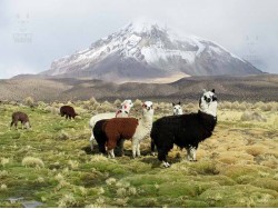 SAJAMA NATIONAL PARK - 2 DAYS