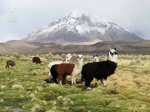 SAJAMA NATIONAL PARK - 2 DAYS