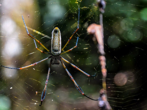 PARQUE NACIONAL MADIDI:  COMMUNITY-BASED ECOTOURISM