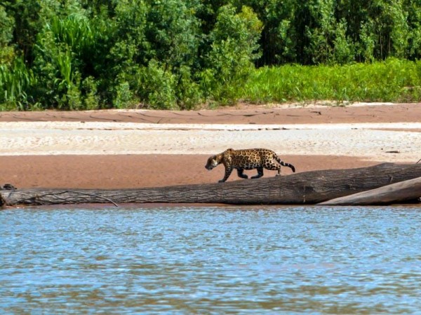 PARQUE NACIONAL MADIDI:  COMMUNITY-BASED ECOTOURISM