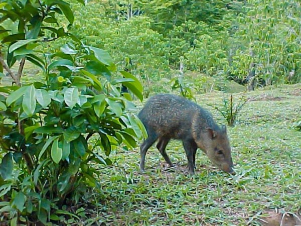 PARQUE NACIONAL MADIDI:  COMMUNITY-BASED ECOTOURISM