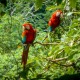 PARQUE NACIONAL MADIDI:  COMMUNITY-BASED ECOTOURISM