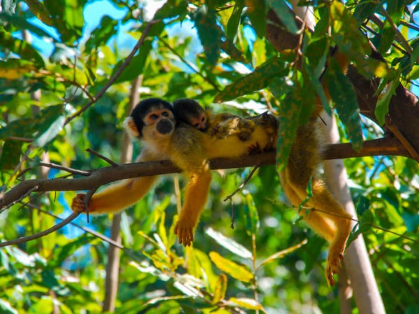 PARQUE NACIONAL MADIDI:  COMMUNITY-BASED ECOTOURISM